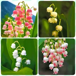 konwalia-majowa-mix-sadzonki-klacza-3-szt-gratis