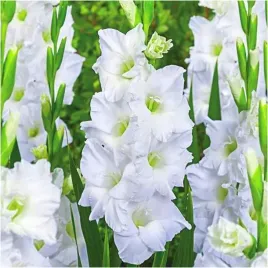 gladiolus-mieczyk-bialy-snowboard-cebulki-10-szt-gratis