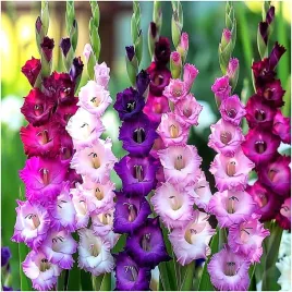 gladiolus-cebulki-mieczyk-kolory-fioletu-cebulki-5-szt-gratis
