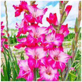 gladiolus-mieczyk-kremowo-rozowy-milkshake-cebulki-5-szt-gratis