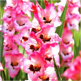 gladiolus-mieczyk-rozowo-bordowy-wine-and-roses-cebulki-10-szt-gratis