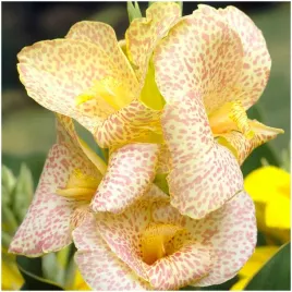 canna-kanna-paciorecznik-kremowo-rozowa-confetti-sadzonki-klacza-3szt-grati