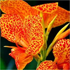 canna-kanna-paciorecznik-picasso-sadzonki-klacza-1-szt-gratis