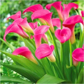 kalia-kalla-calla-zantedeschia-peters-pride-rozowa-cebulki-1-szt-gratis