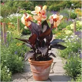 canna-kanna-paciorecznik-morelowa-louis-cottin-sadzonki-klacza-1szt-gratis