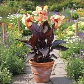 canna-kanna-paciorecznik-morelowa-louis-cottin-sadzonki-klacza-1szt-gratis