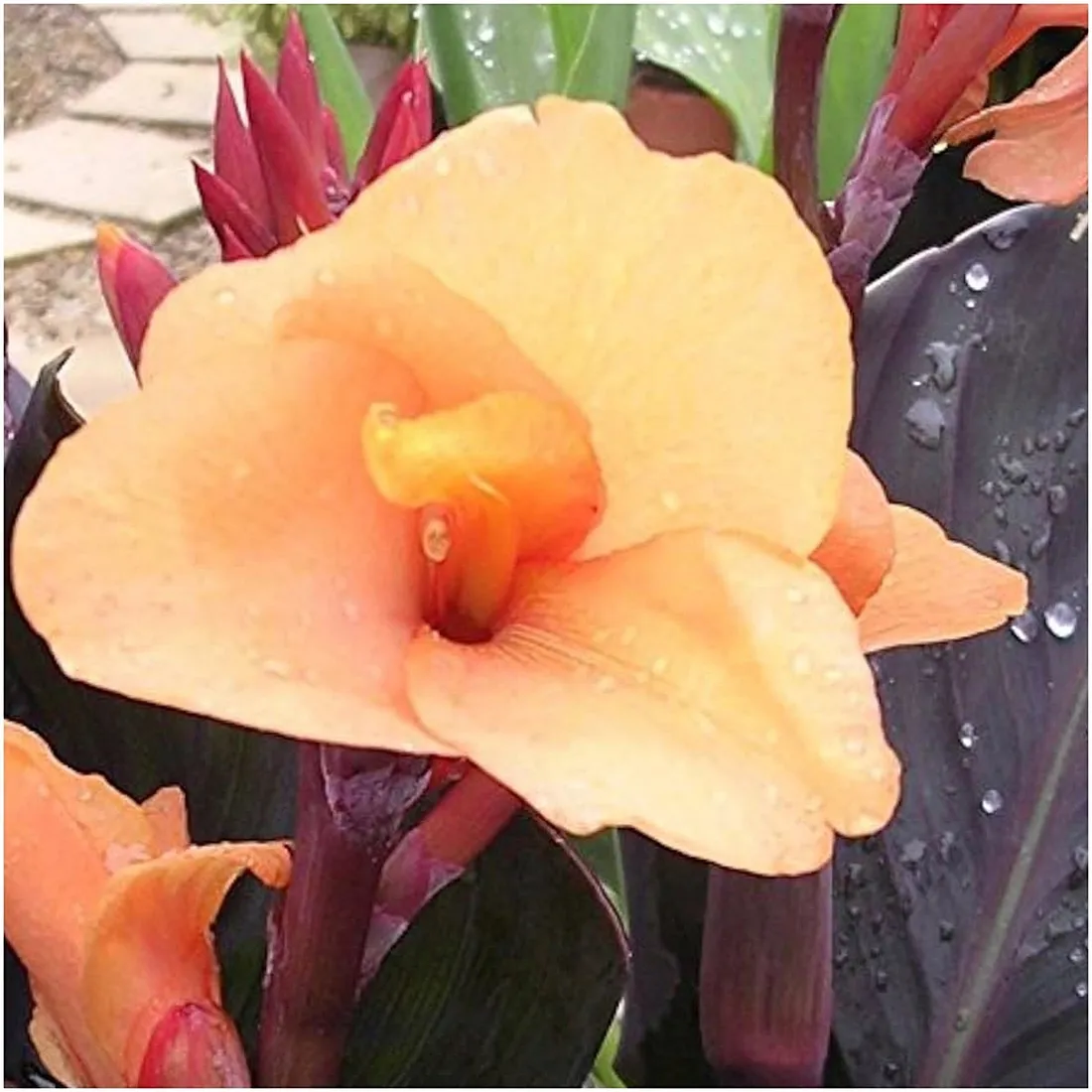 canna-kanna-paciorecznik-morelowa-louis-cottin-sadzonki-klacza-1szt-gratis-czas-sadzenia-sadzone-wiosna-wykopywanie-na-zime