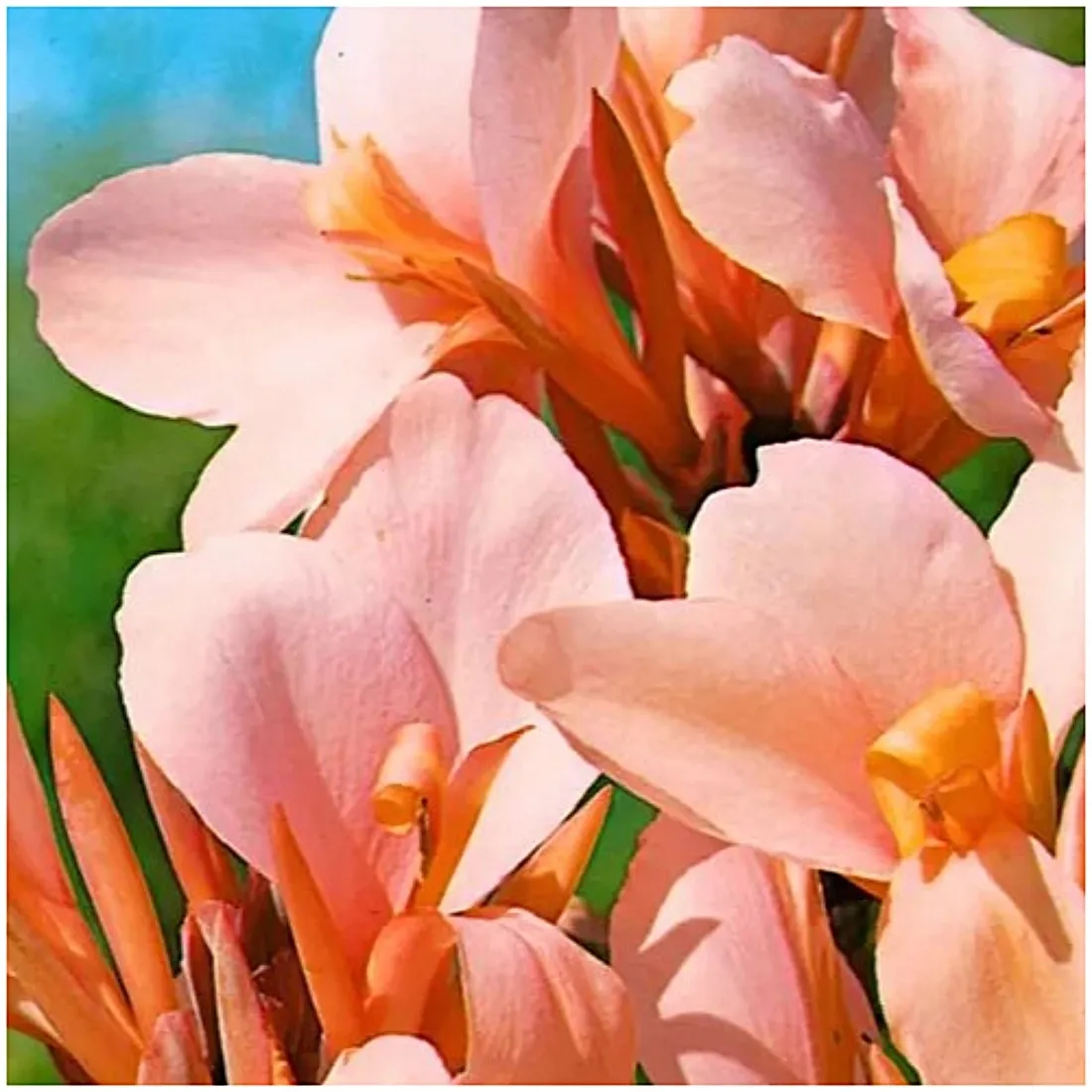 canna-kanna-paciorecznik-morelowa-louis-cottin-sadzonki-klacza-1szt-gratis-czas-sadzenia-sadzone-wiosna-wykopywanie-na-zime