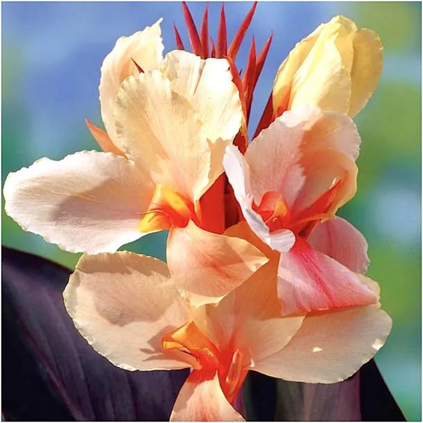 canna-kanna-paciorecznik-morelowa-louis-cottin-sadzonki-klacza-1szt-gratis-rodzaj-rosliny-kanna