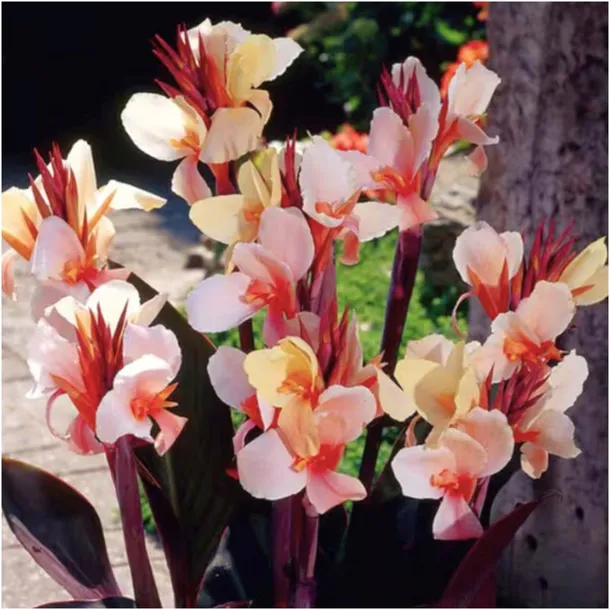 canna-kanna-paciorecznik-morelowa-louis-cottin-sadzonki-klacza-1szt-gratis-roslina-w-postaci-bulwy-cebule-klacza-w-opakowaniu-zbiorczym