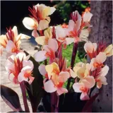 canna-kanna-paciorecznik-morelowa-louis-cottin-sadzonki-klacza-1szt-gratis-roslina-w-postaci-bulwy-cebule-klacza-w-opakowaniu-zbiorczym