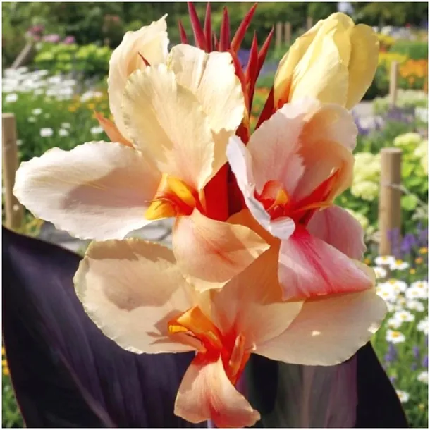 canna-kanna-paciorecznik-morelowa-louis-cottin-sadzonki-klacza-1szt-gratis-styl-ogrod-japonski-ogrod-nowoczesny-ogrod-srodziemnomorski-ogrod-wiejski