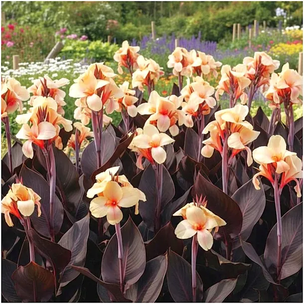 canna-kanna-paciorecznik-morelowa-louis-cottin-sadzonki-klacza-1szt-gratis-stan-opakowania-oryginalne