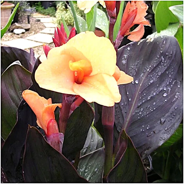 canna-kanna-paciorecznik-morelowa-louis-cottin-sadzonki-klacza-1szt-gratis-cykl-rozwojowy-rosliny-jednoroczna