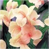 canna-kanna-paciorecznik-morelowa-louis-cottin-sadzonki-klacza-1szt-gratis-liczba-sztuk-w-opakowaniu-1