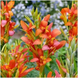 canna-paciorecznik-pomaranczowa-mandarin-orange-sadzonki-klacza-3szt-gratis