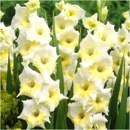 gladiolus-mieczyk-kremowo-zolty-break-o-dawn-cebulki-5-szt-gratis