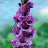 gladiolus-mieczyk-fioletowo-bialy-iguazu-cebulki-5-szt-gratis