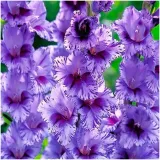 gladiolus-mieczyk-fioletowo-bialy-iguazu-cebulki-5-szt-gratis-czas-sadzenia-sadzone-wiosna-wykopywanie-na-zime