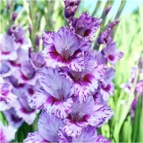 gladiolus-mieczyk-fioletowo-bialy-iguazu-cebulki-5-szt-gratis-rodzaj-rosliny-mieczyk