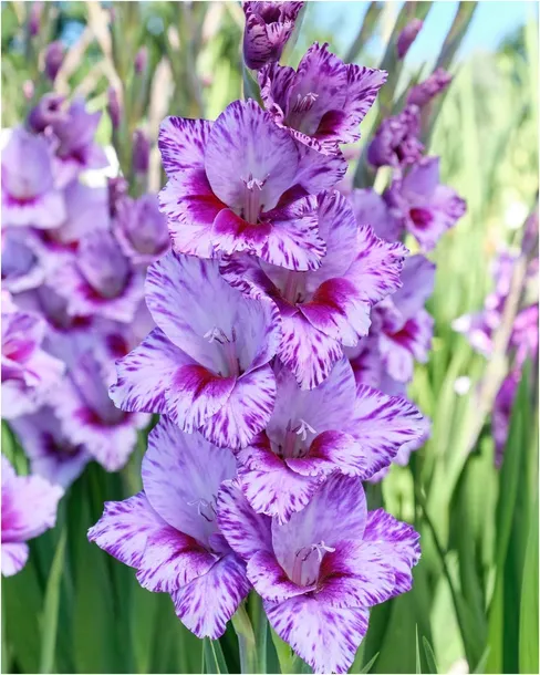 gladiolus-mieczyk-fioletowo-bialy-iguazu-cebulki-5-szt-gratis-roslina-w-postaci-bulwy-cebule-klacza-w-opakowaniu-zbiorczym