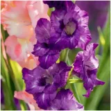 gladiolus-mieczyk-fioletowo-bialy-iguazu-cebulki-5-szt-gratis-styl-ogrod-japonski-ogrod-nowoczesny-ogrod-srodziemnomorski-ogrod-wiejski