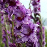 gladiolus-mieczyk-fioletowo-bialy-iguazu-cebulki-5-szt-gratis-stan-opakowania-oryginalne