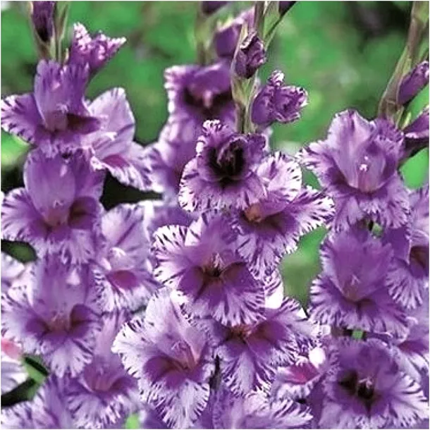 gladiolus-mieczyk-fioletowo-bialy-iguazu-cebulki-5-szt-gratis-cykl-rozwojowy-rosliny-jednoroczna