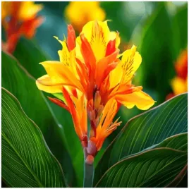 canna-kanna-paciorecznik-striata-sadzonki-klacza-1-szt-gratis