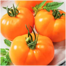 pomidor-gruntowy-zloty-ozarowski-srednio-wczesny-duze-owoce-nasiona-03-g