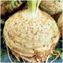 seler-korzeniowy-prager-riesen-srednio-wczesny-duze-korzenie-nasiona-05g