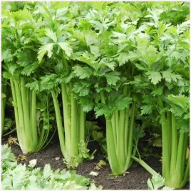 seler-naciowy-tall-utah-52-70-srednio-wczesny-dlugie-ogonki-nasiona-05g