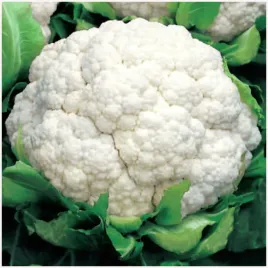 kalafior-igloo-wczesny-70-80-dni-bialy-plenny-nasiona-1g