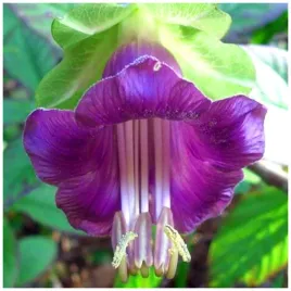 kobea-fioletowa-pnaca-nasiona-6-szt-przepiekne-dzwonki-kwiatowe