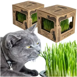 2x-eko-trawka-dla-kota-trawa-odklaczajaca-przysmak-ekologiczna-wyrosnieta
