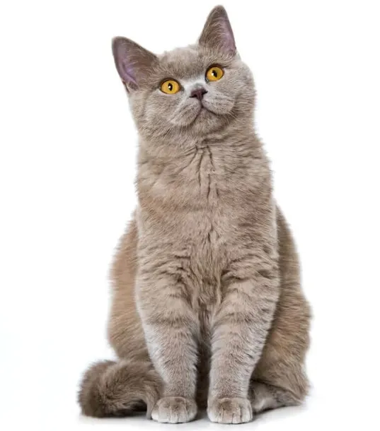 feliway-classic-feromony-wklad-48ml-stan-nowy