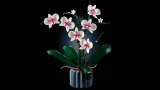 lego-botanicals-10311-orchidea-bohater-brak-plec-dziewczynki