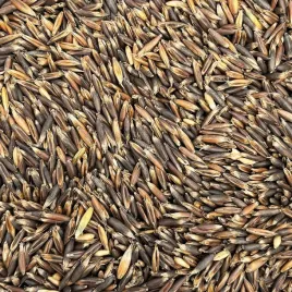 19kg-owies-czarny-paszowy-dla-kur-koni-krolikow-ptakow