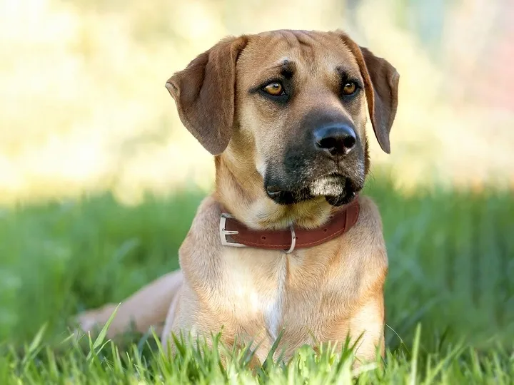 obroza-dla-psa-z-identyfikatorem-cognac-rozmiar-m-rozmiar-m