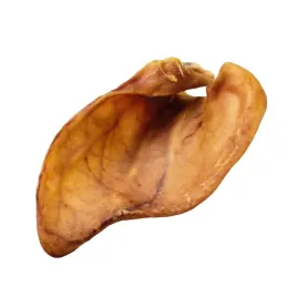 gaczoo-100percent-naturalny-przysmak-dla-psa-ucho-wieprzowe-duze-xl-1-szt