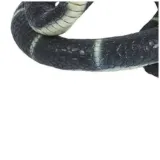 dekoracja-kobra-guirca-180-cm