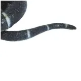 dekoracja-kobra-guirca-180-cm