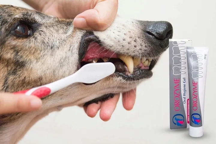 orozyme-gel-70g-marka-orozyme