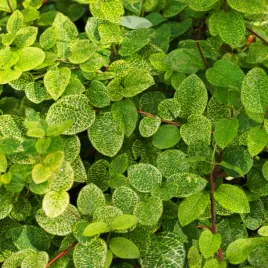 wiciokrzew-japonski-aureoreticulata-czesciowo-zimozielony-pieknie-pchnacy