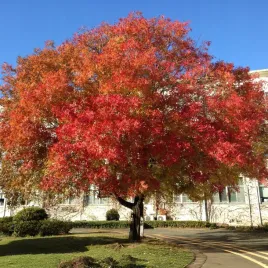 pistacja-chinska-mrozoodporna-rzadko-spotykane-niebieskie-owoce-zima
