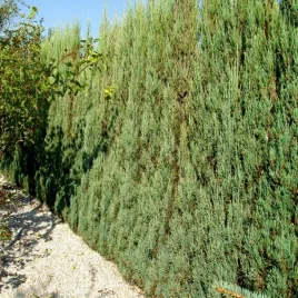 jalowiec-blue-arrow-kolumnowy-skalny-sadzonki-idealny-na-zywoplot