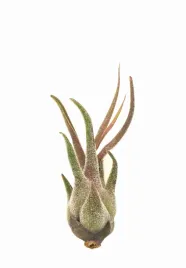 tillandsia-pruinosa-s-8-cm-oplatwa