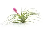 tillandsia-stricta-r-10-cm
