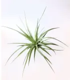 tillandsia-stricta-r-10-cm-rodzaj-rosliny-inny