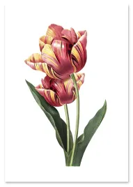 plakat-cyfrowy-do-wydruku-tulipan